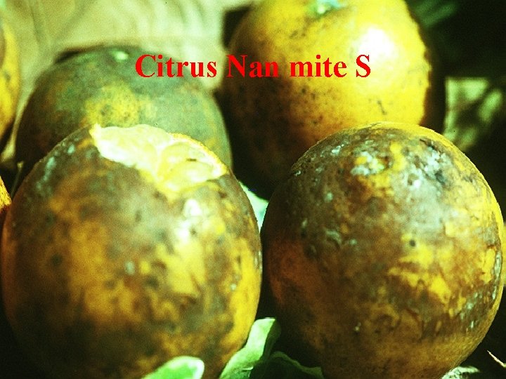 Citrus Nan mite S 