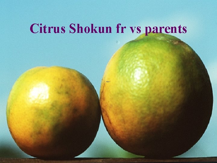 Citrus Shokun fr vs parents 