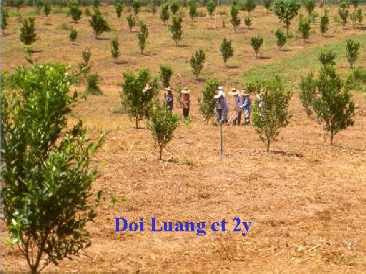 Doi Luang ct 2 y 