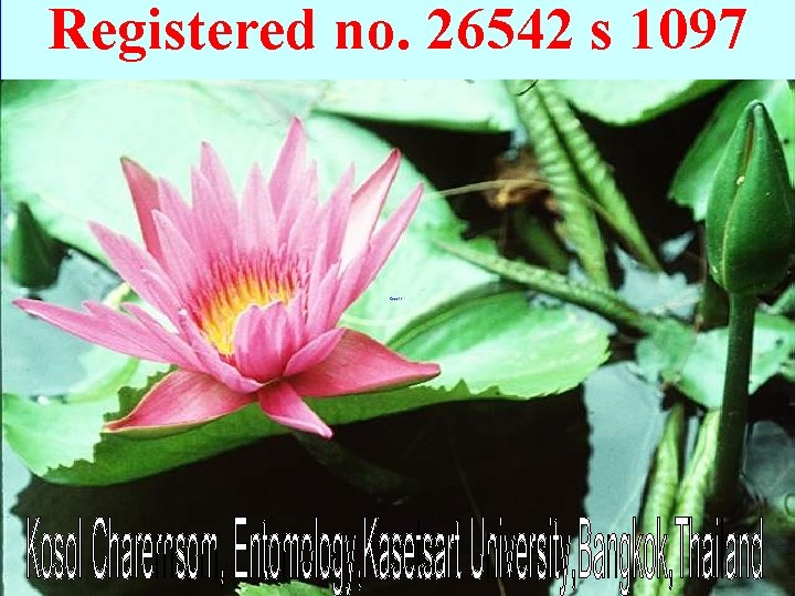 Registered no. 26542 s 1097 