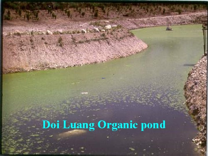 Doi Luang Organic pond 