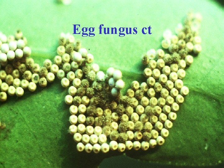 Egg fungus ct 