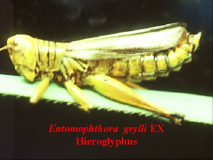 Entomophthora grylli EX Hieroglyphus 