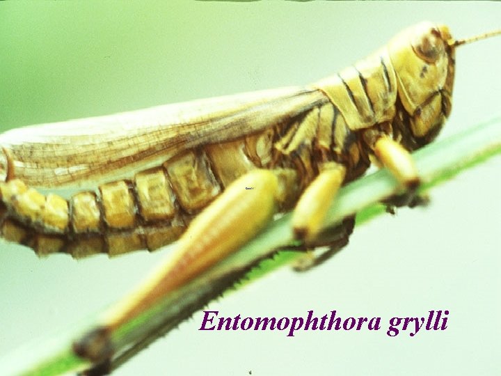 Entomophthora grylli 