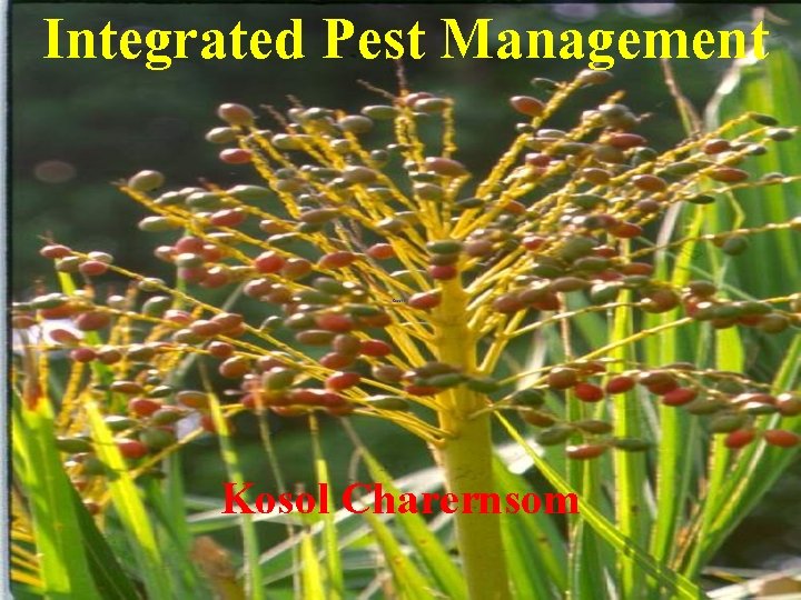 Integrated Pest Management Kosol Charernsom 