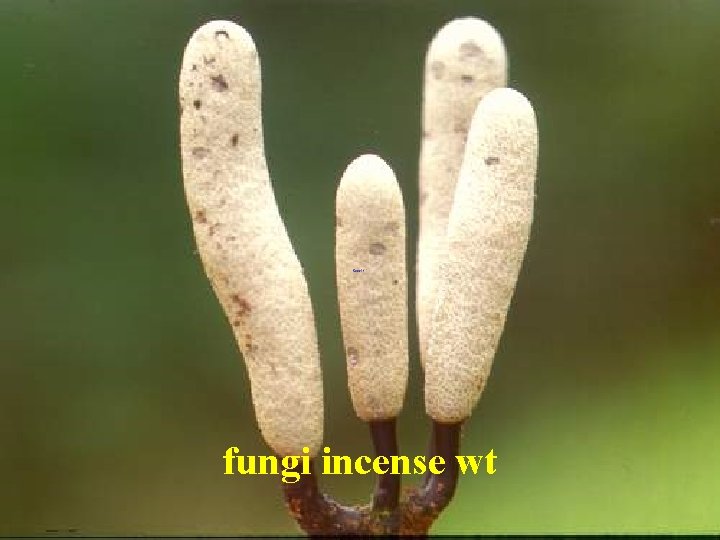 fungi incense wt 