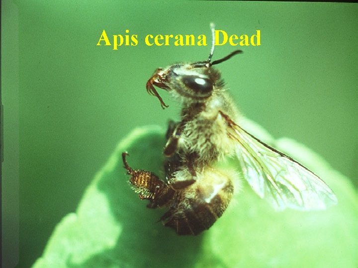 Apis cerana Dead 