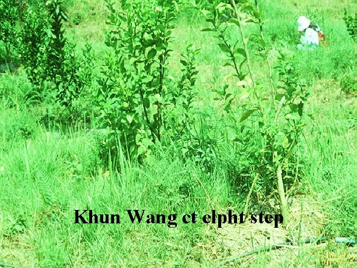 Khun Wang ct elpht step 