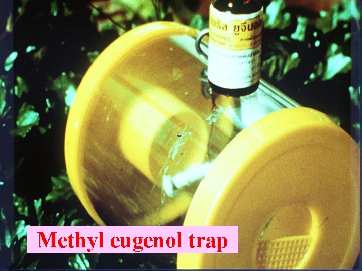 Methyl eugenol trap 