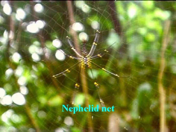 Nephelid net 