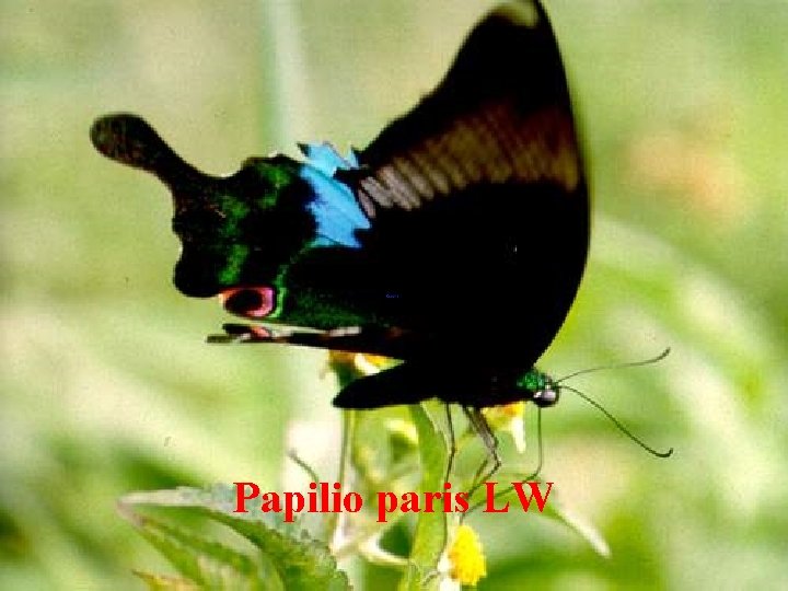 Papilio paris LW 