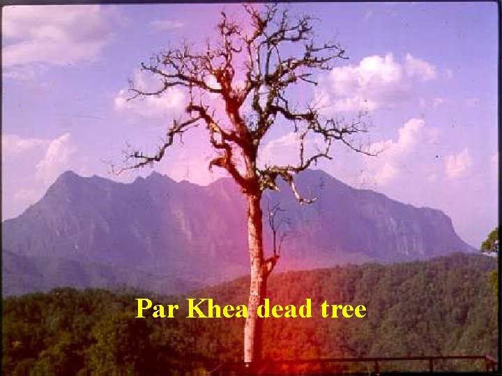 Par Khea dead tree 