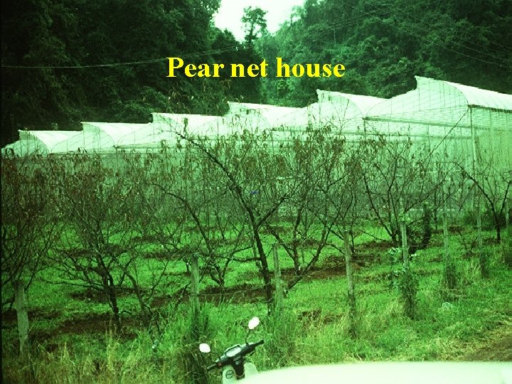 Pear net house 