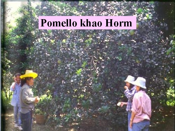 Pomello khao Horm 