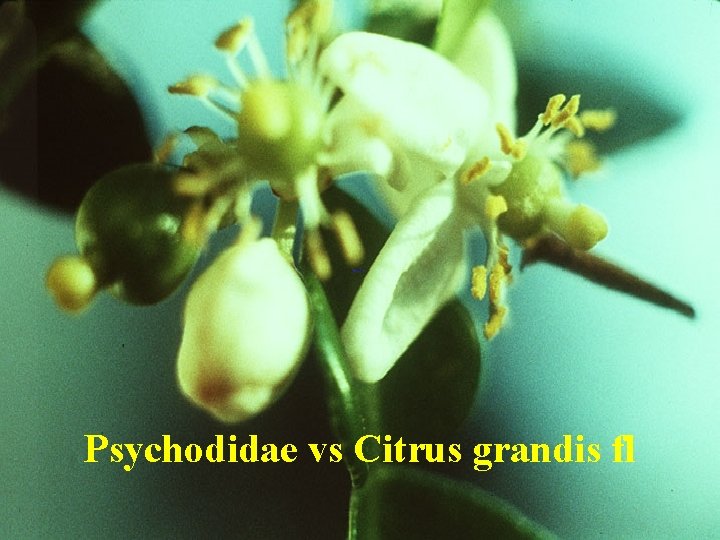 Psychodidae vs Citrus grandis fl 