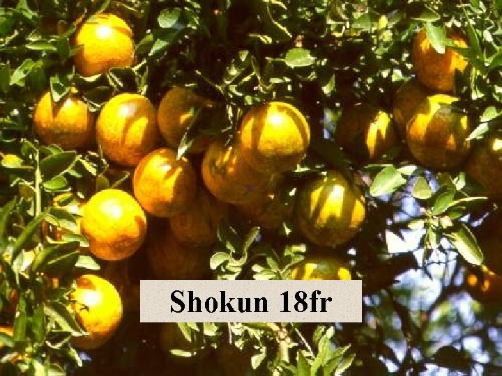 Shokun 18 fr 