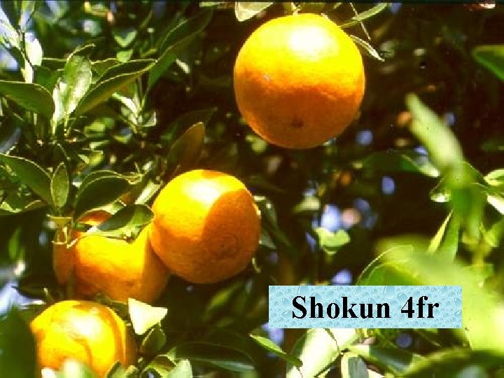 Shokun 4 fr 