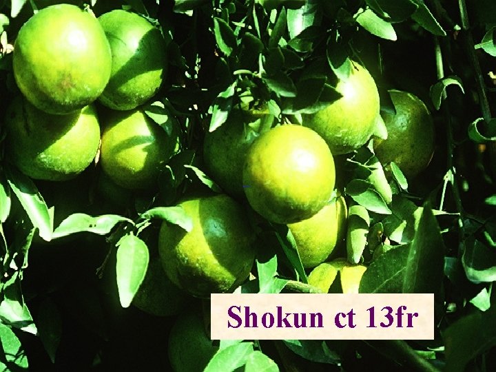 Shokun ct 13 fr 