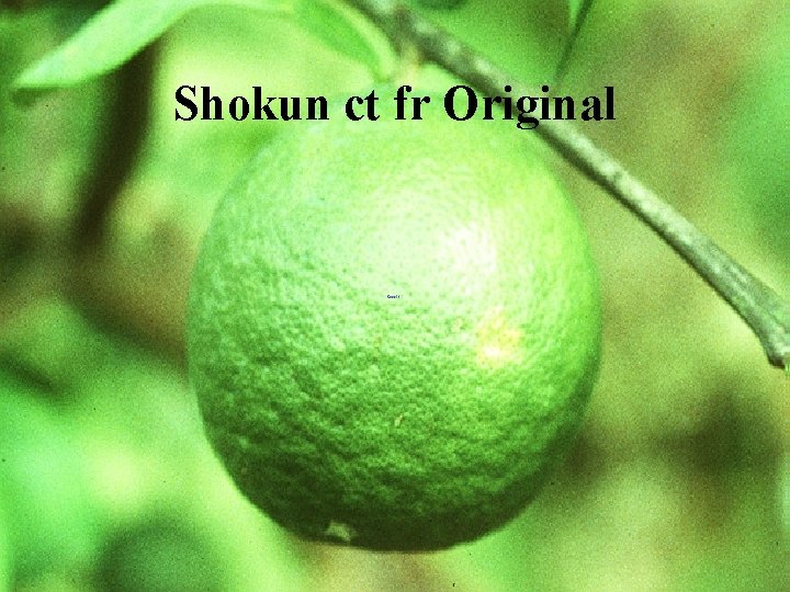 Shokun ct fr Original 