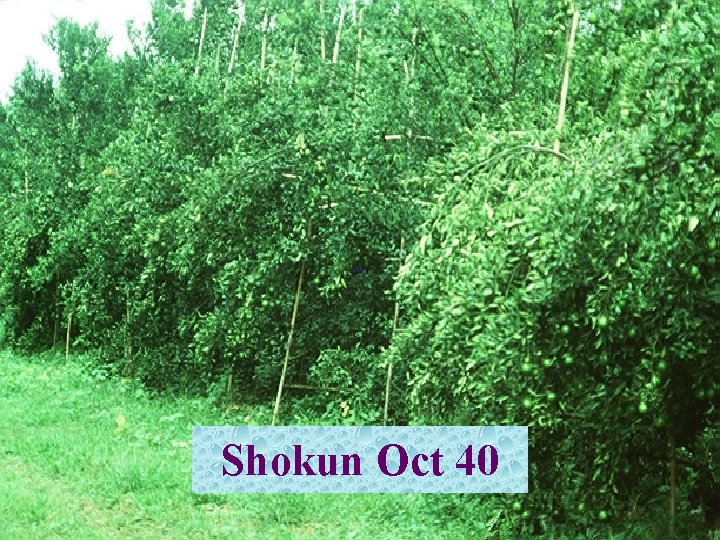 Shokun Oct 40 