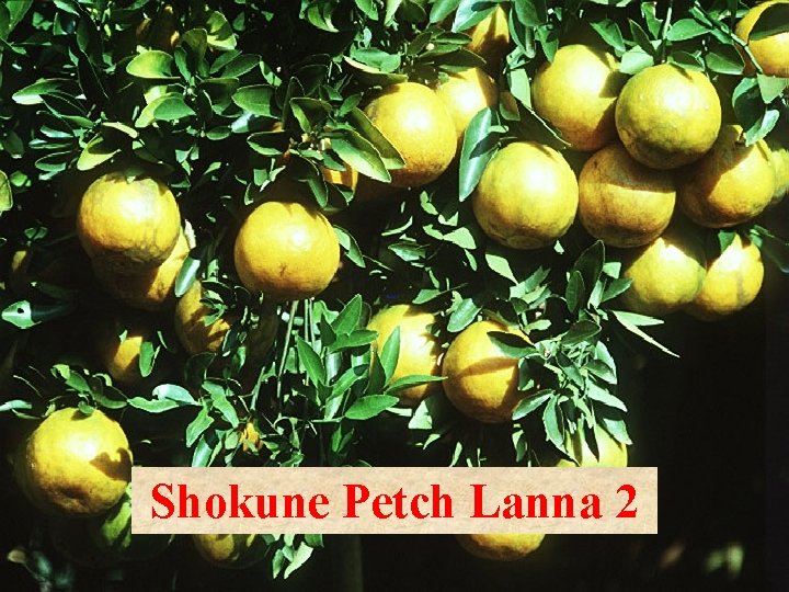 Shokune Petch Lanna 2 