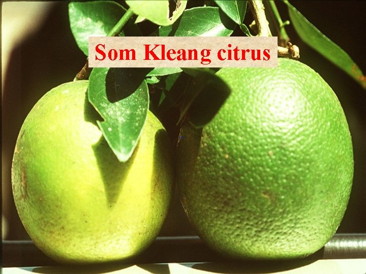 Som Kleang citrus 