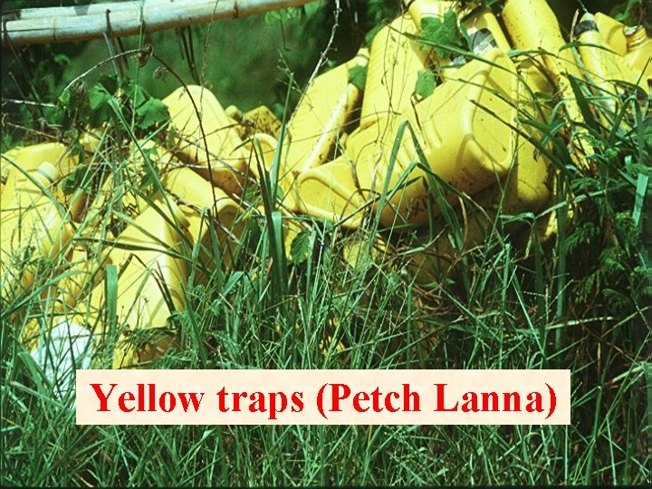 Yellow traps (Petch Lanna) 