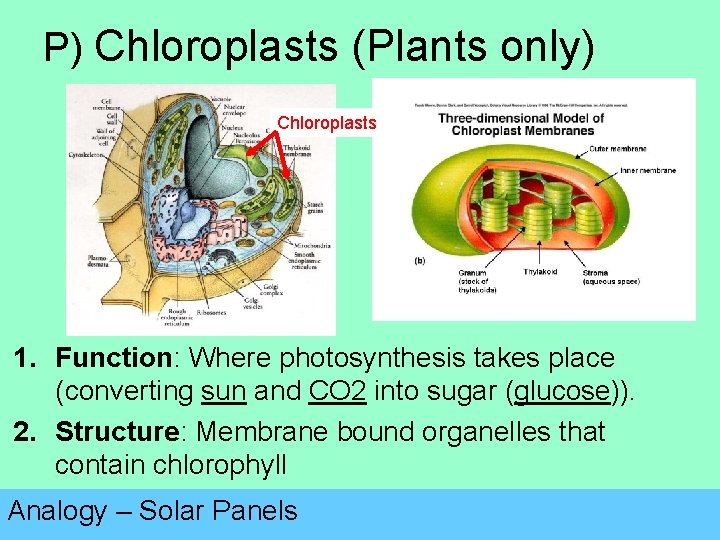 P) Chloroplasts (Plants only) Chloroplasts 1. Function: Where photosynthesis takes place (converting sun and