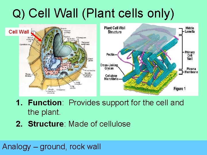 Q) Cell Wall (Plant cells only) Cell Wall 1. Function: Provides support for the