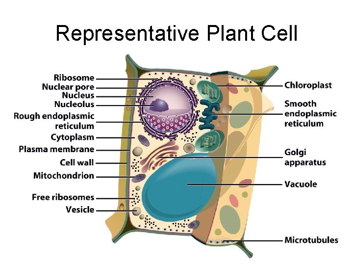 Representative Plant Cell 
