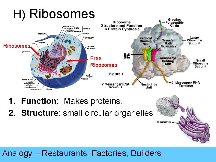 H) Ribosomes Free Ribosomes 1. Function: Makes proteins. 2. Structure: small circular organelles Analogy