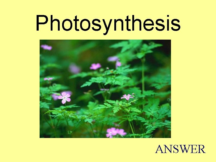 Photosynthesis ANSWER 