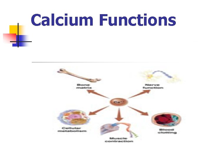Calcium Functions 