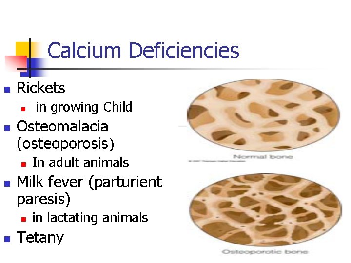 Calcium Deficiencies n Rickets n n Osteomalacia (osteoporosis) n n In adult animals Milk
