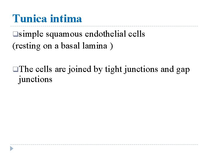 Tunica intima qsimple squamous endothelial cells (resting on a basal lamina ) q. The