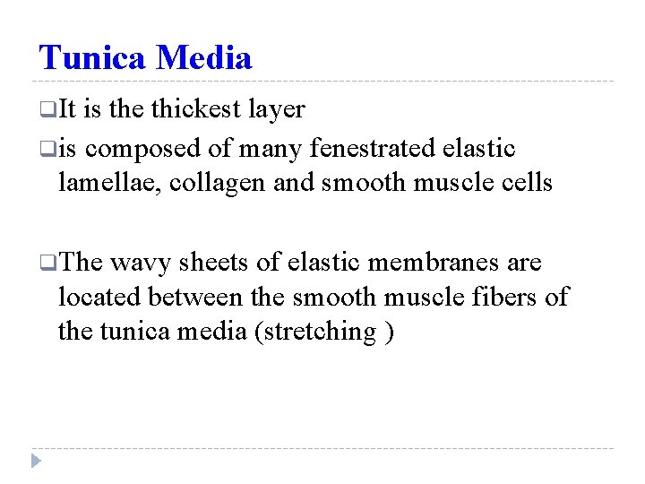 Tunica Media q. It is the thickest layer qis composed of many fenestrated elastic