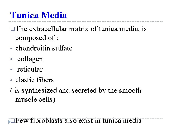 Tunica Media q. The extracellular matrix of tunica media, is composed of : •