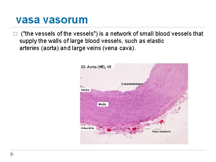 vasa vasorum � ("the vessels of the vessels") is a network of small blood