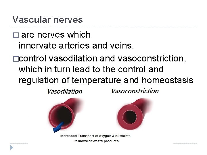Vascular nerves � are nerves which innervate arteries and veins. �control vasodilation and vasoconstriction,