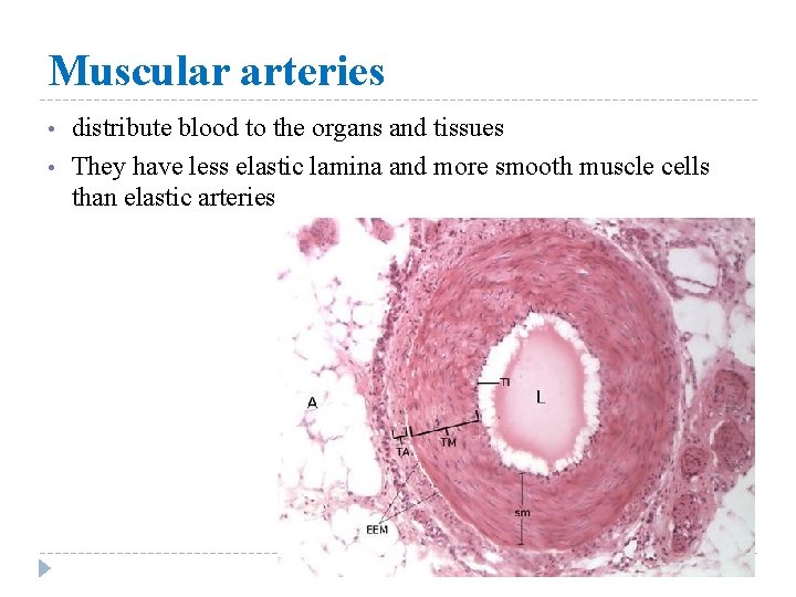 Muscular arteries • • distribute blood to the organs and tissues They have less