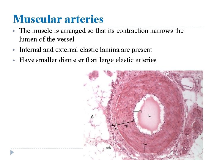Muscular arteries • • • The muscle is arranged so that its contraction narrows