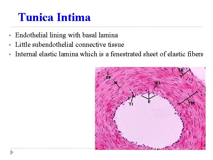 Tunica Intima • • • Endothelial lining with basal lamina Little subendothelial connective tissue