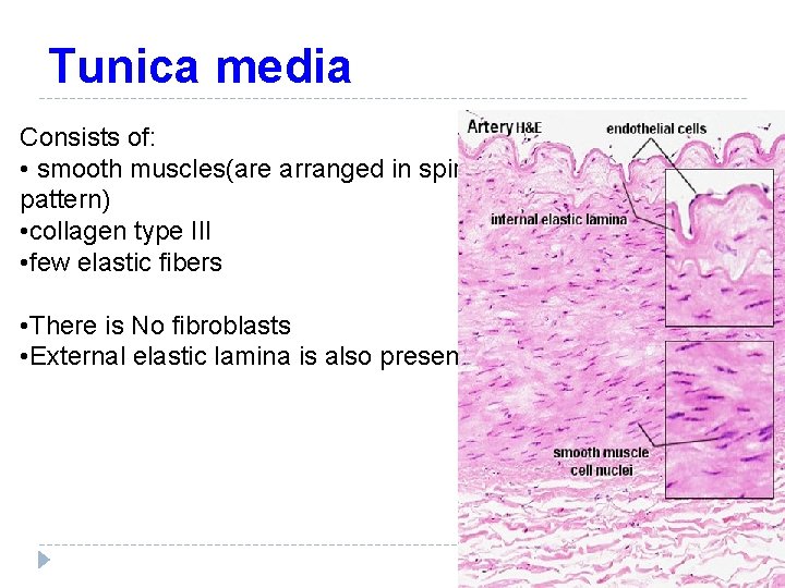 Tunica media Consists of: • smooth muscles(are arranged in spiral pattern) • collagen type