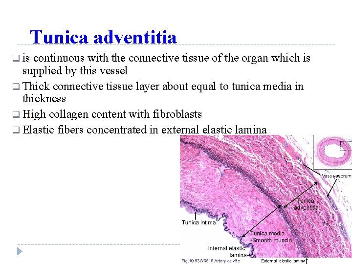 Tunica adventitia q is continuous with the connective tissue of the organ which is