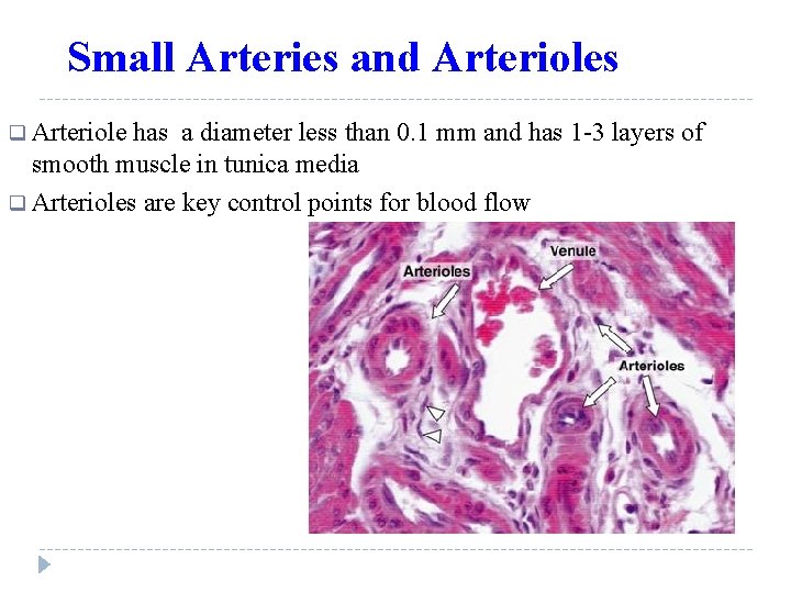 Small Arteries and Arterioles q Arteriole has a diameter less than 0. 1 mm