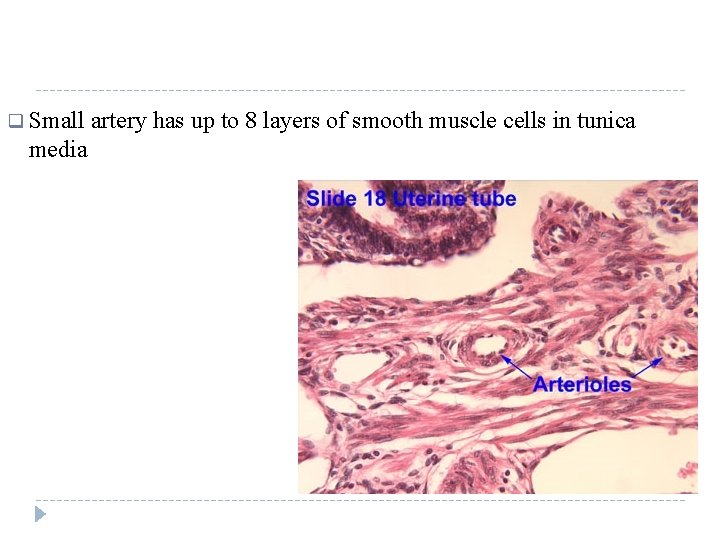 q Small media artery has up to 8 layers of smooth muscle cells in