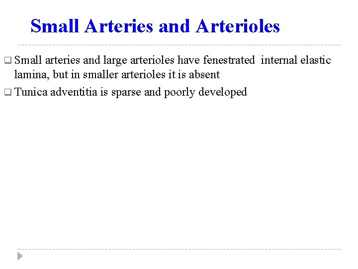 Small Arteries and Arterioles q Small arteries and large arterioles have fenestrated internal elastic