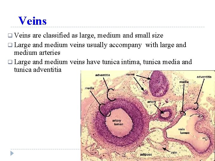 Veins q Veins are classified as large, medium and small size q Large and