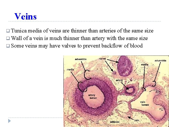 Veins q Tunica media of veins are thinner than arteries of the same size