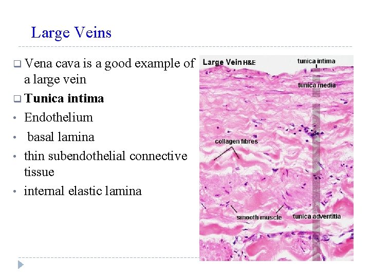 Large Veins q Vena cava is a good example of a large vein q